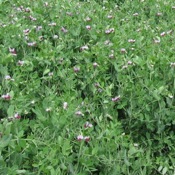 Field peas